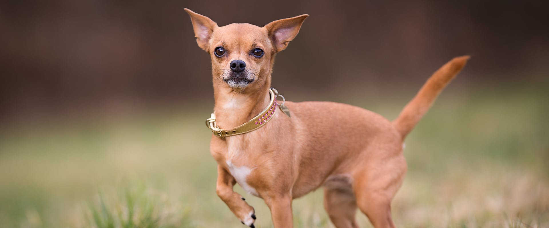 A deer headed Chihuahua standing in a field of grass. 