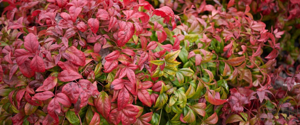 Is Heavenly Bamboo Poisonous To Dogs TrustedHousesitters is-heavenly-bamboo-poisonous-to-dogs-trustedhousesitters