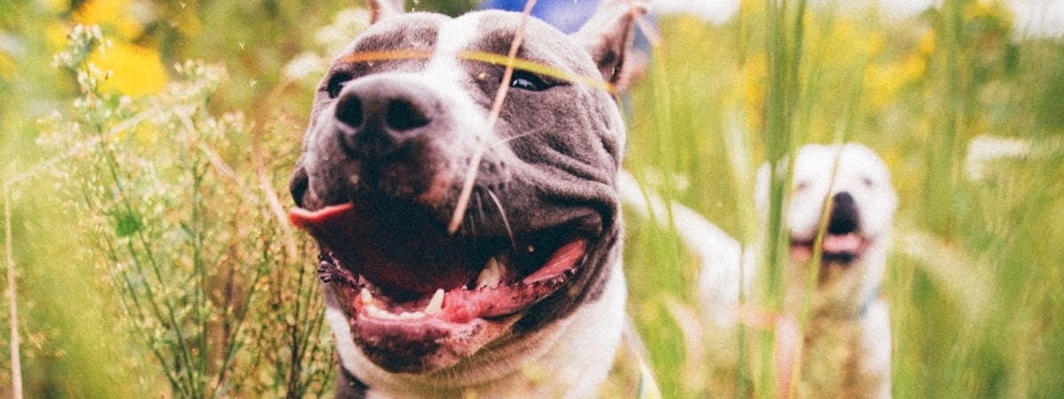 A happy dog running through a field