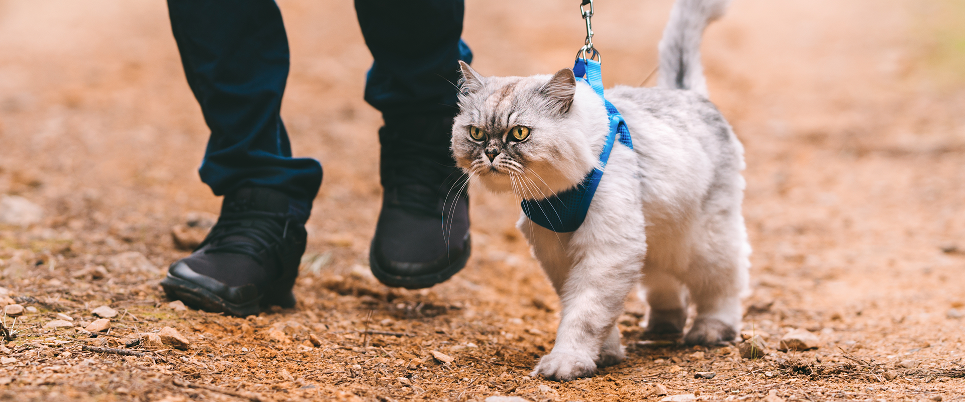 frisco wrap cat harness