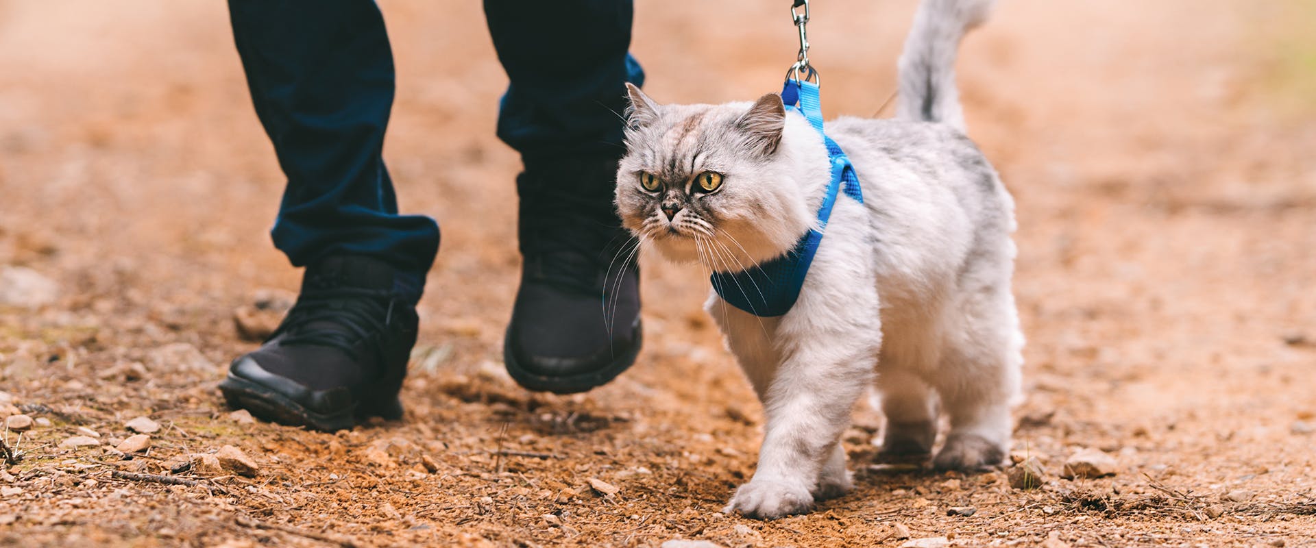 A fluffy cat wearing a bright blue cat harness being walked by a person 