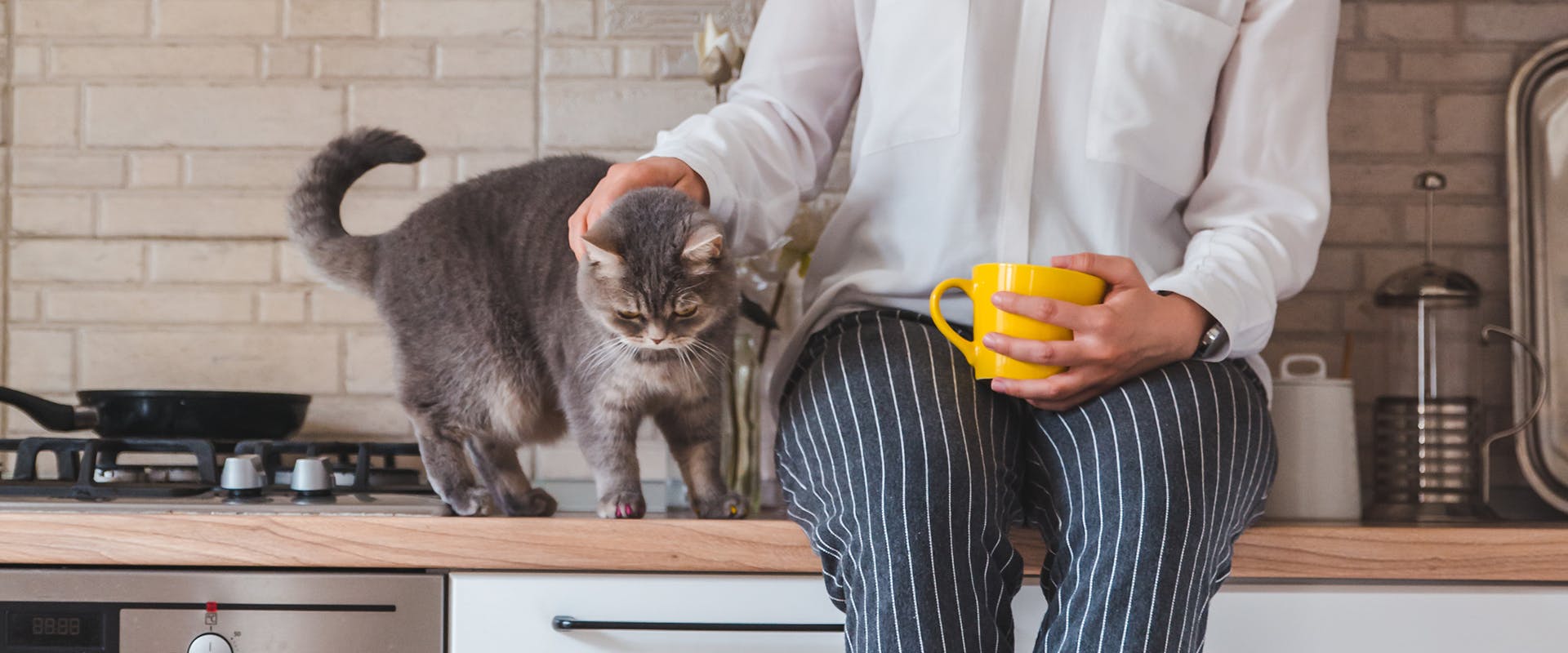 A woman sitting on a kitchen counter stroking a fluffy grey cat