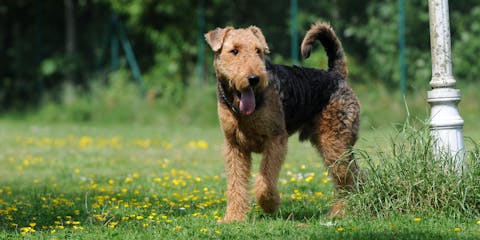 British dog breed in a park.
