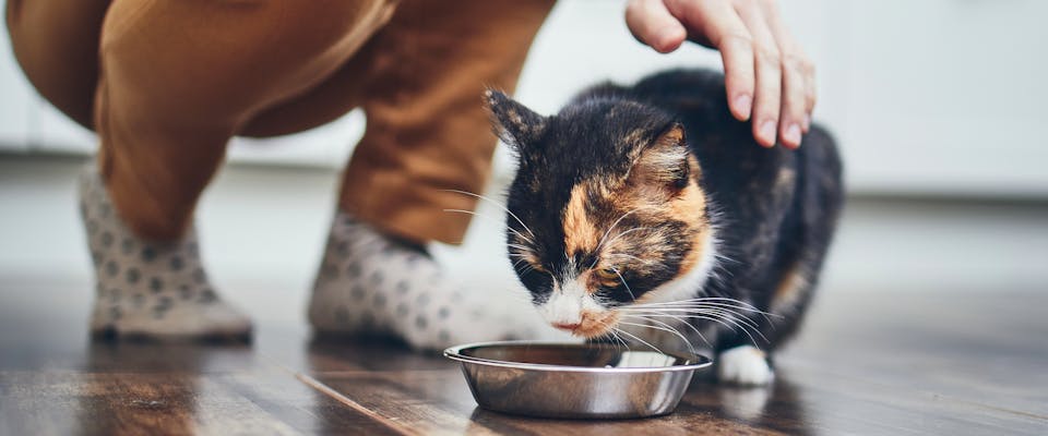 Brown, black and white cat eating from a metal bowl