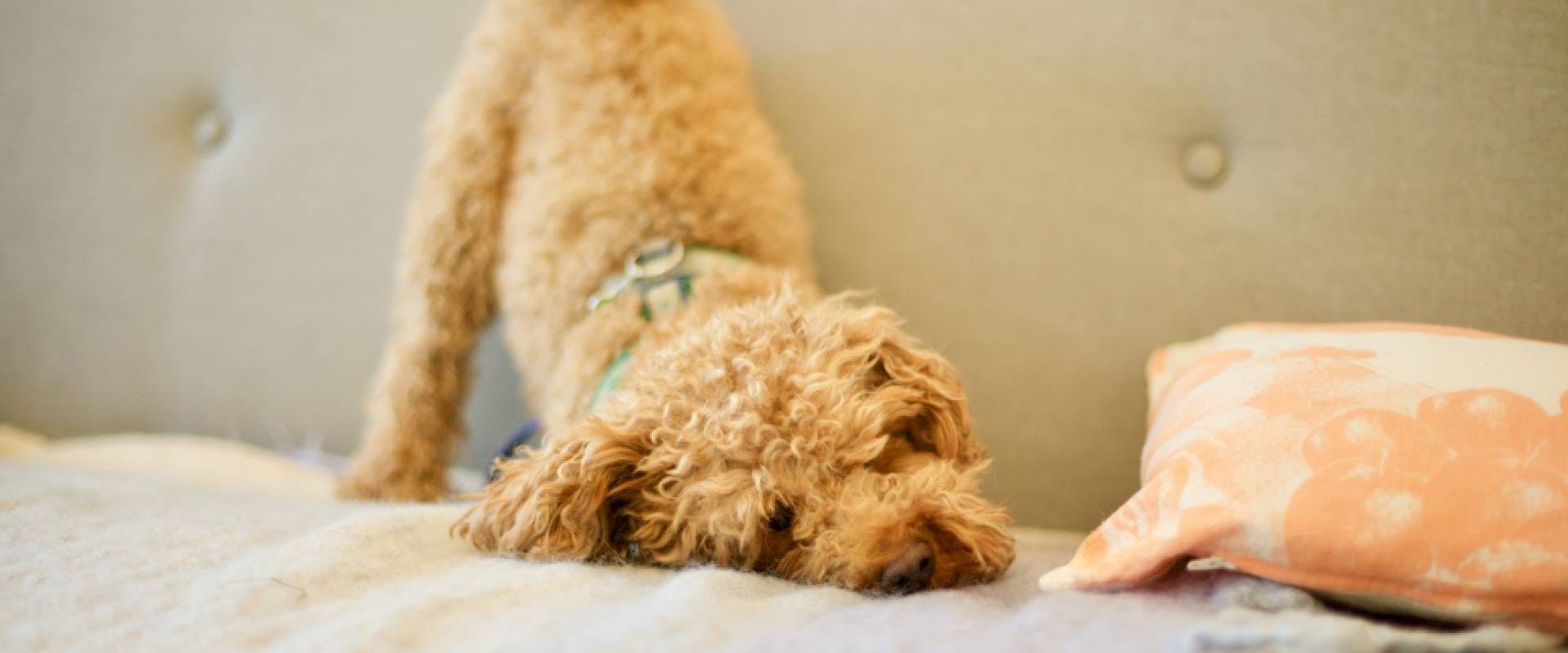 Toy Poodle in puppy posture