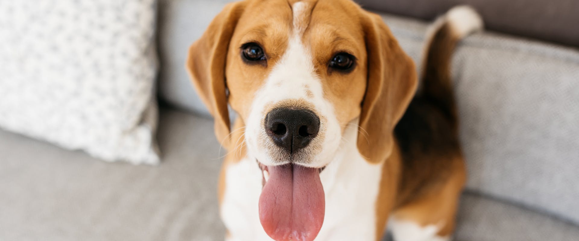A Beagle dog sitting on a sofa with its tongue sticking out