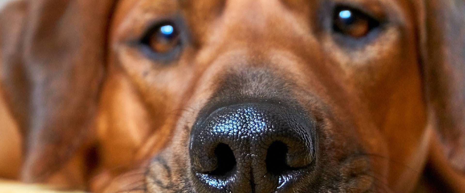 what does it mean if your dogs nose runs