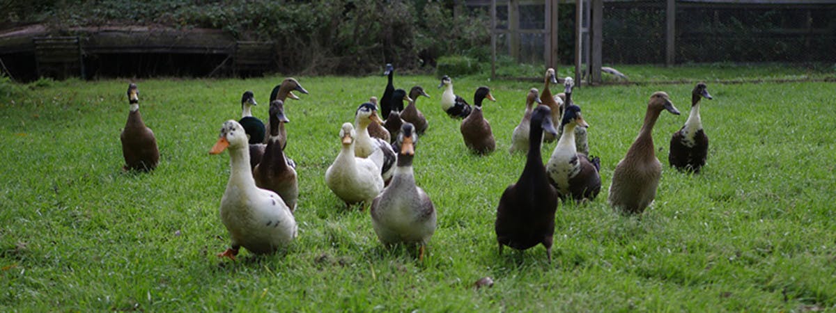 Ducks in a green garden. 