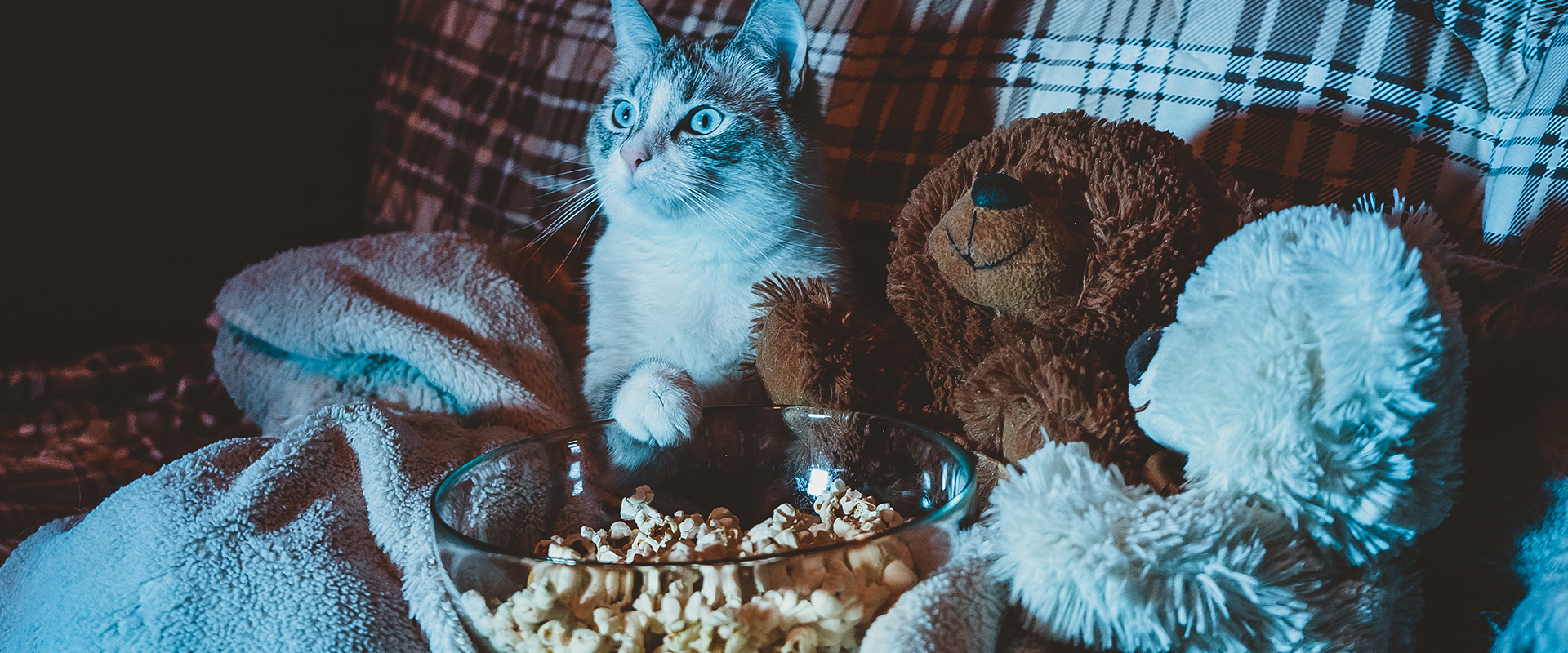 A cat sitting on the sofa watching television, its paw on a bowl of popcorn
