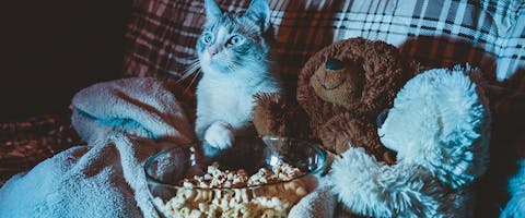 A cat sitting on the sofa watching television, its paw on a bowl of popcorn