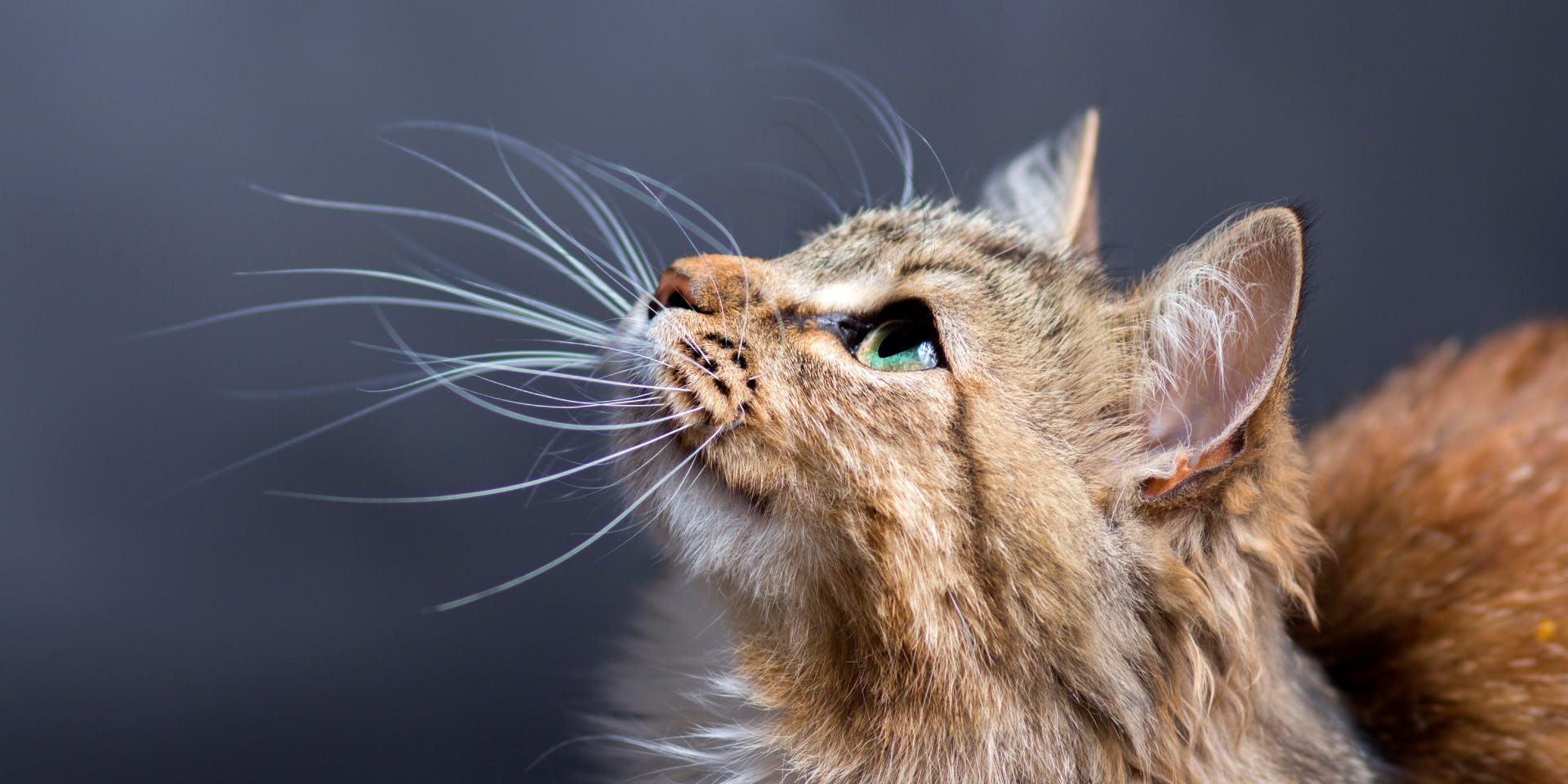 A long-haired tabby cat looking upwards.