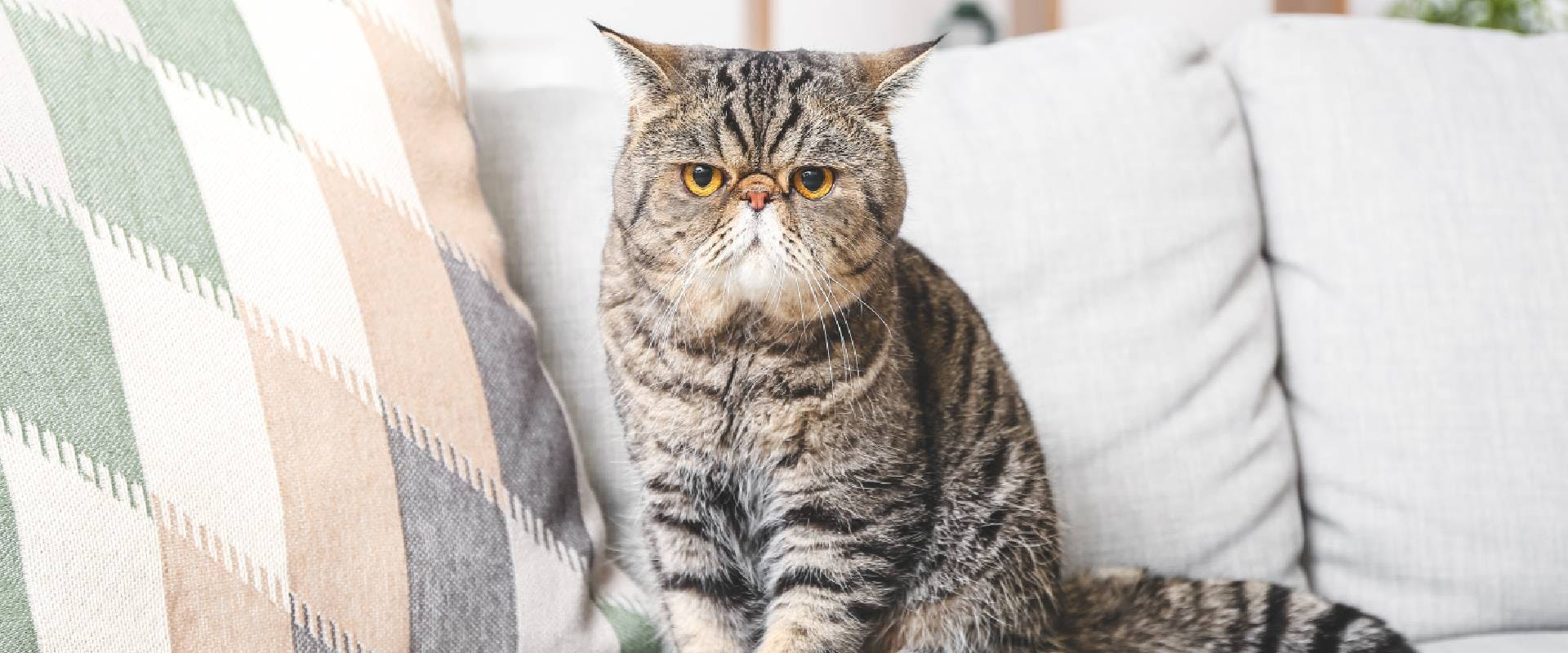 Exotic Shorthair cat on sofa at home