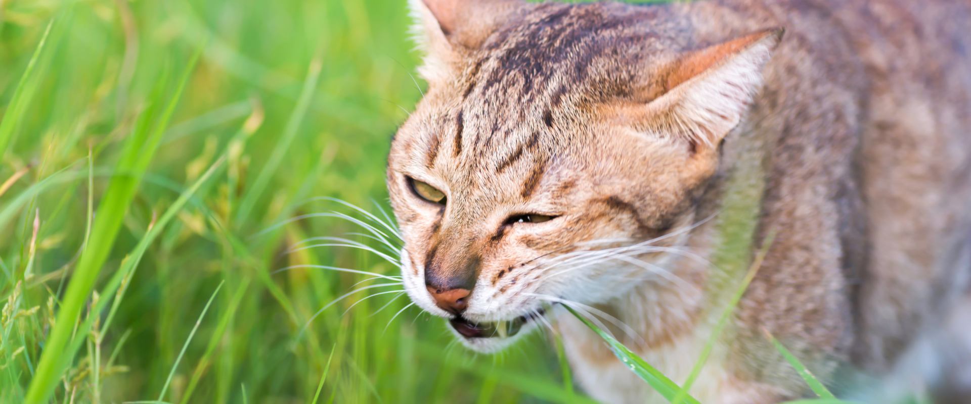 Vomiting in Cats When to Worry