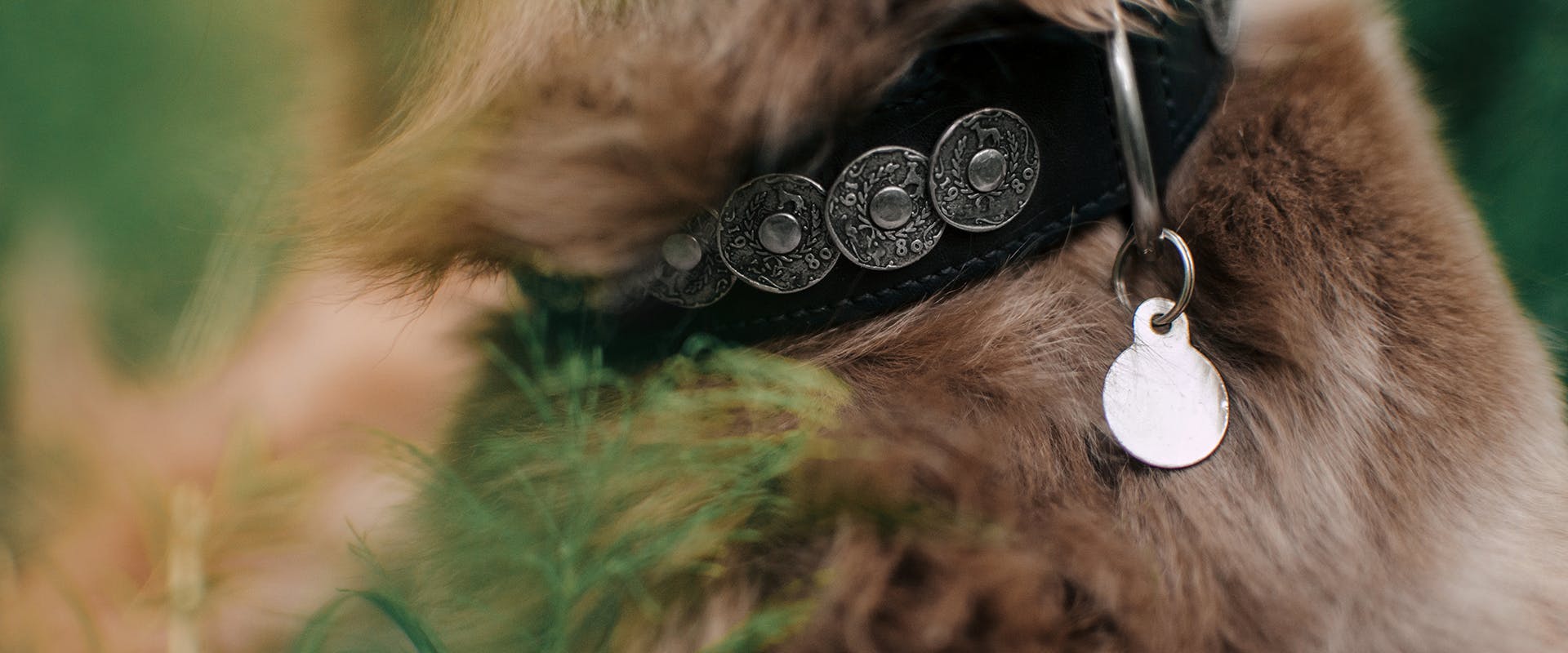A close up of a dog wearing an ID tag