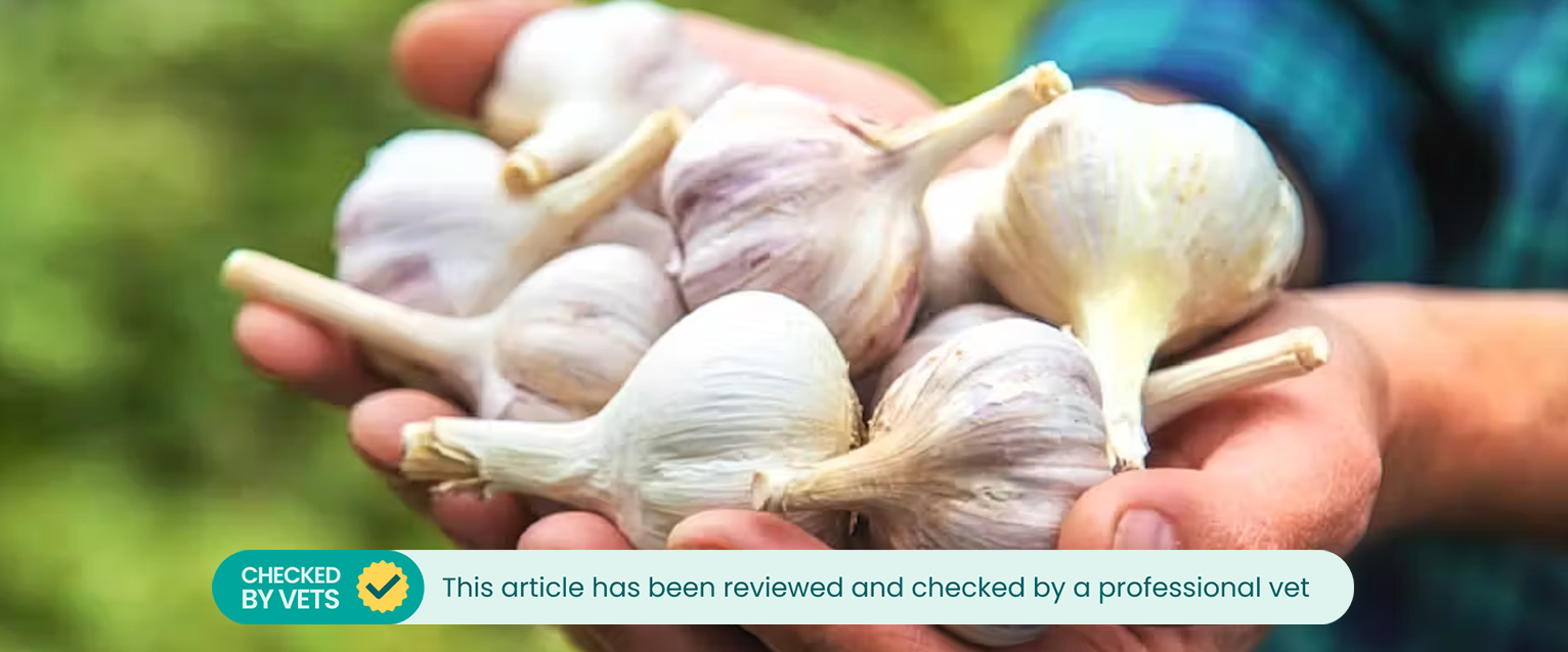 Person holding multiple garlic cloves in their hands