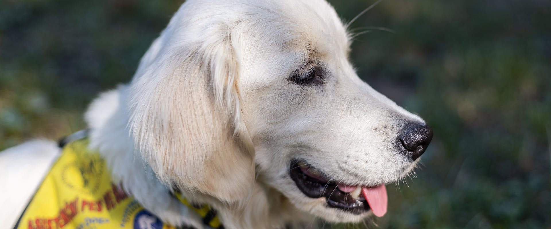 a golden retriever puppy in training as a deaf dog communicator