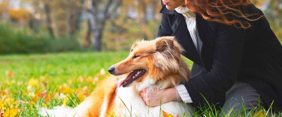 Person hugging a Collie dog in a park