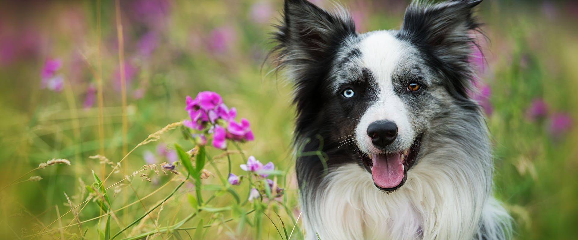 are sweet peas flower safe for dogs