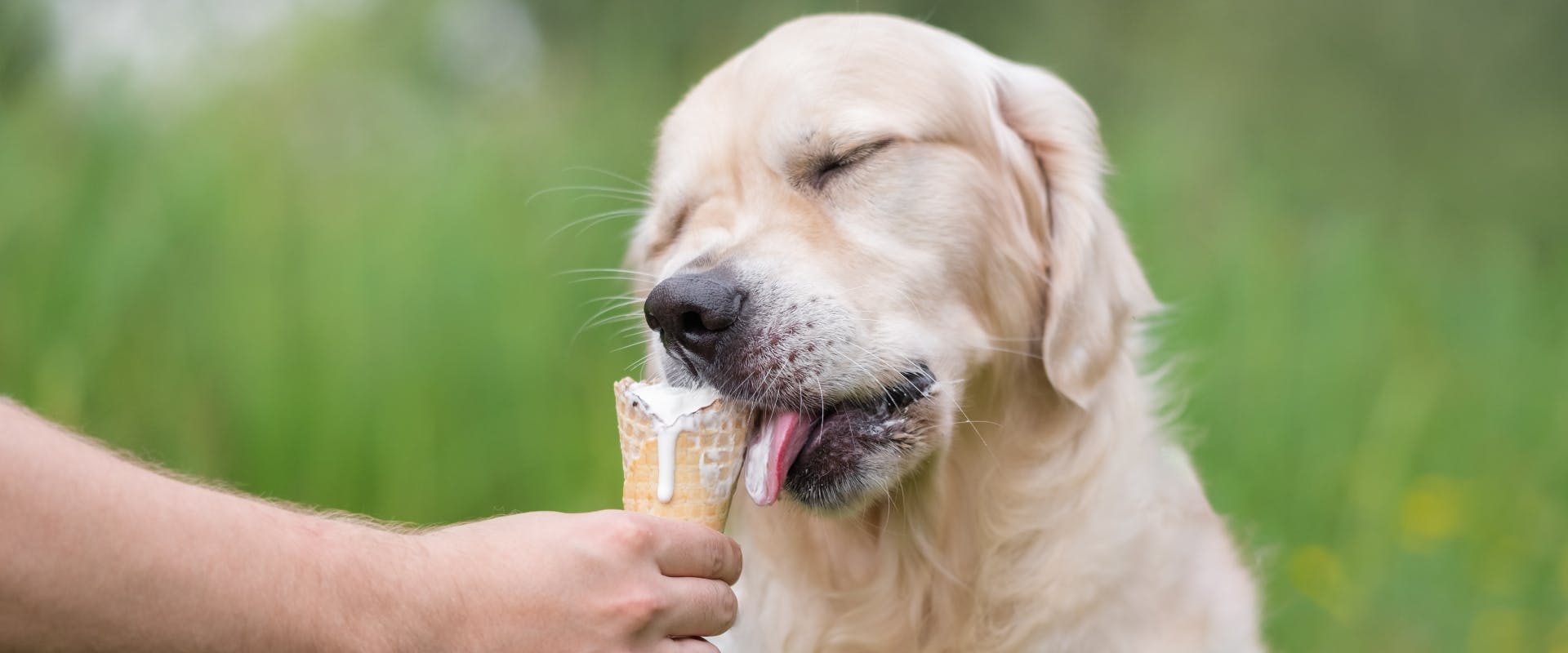 A dog enjoys some dog-friendly ice cream.