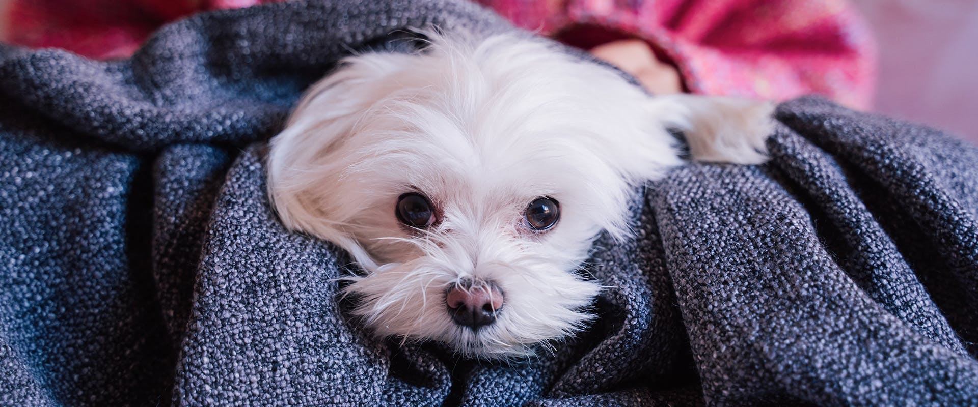 A Maltese dog wrapped up in a grey blanket