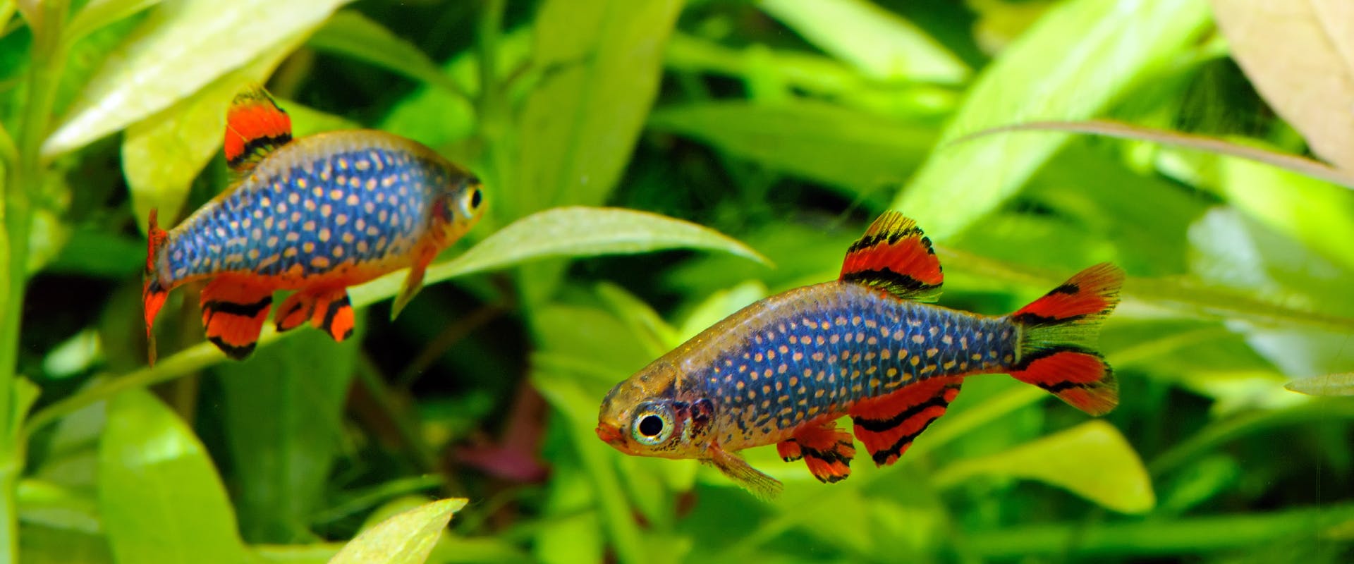 two neon tetras fish swimming side by side with live plants in the background
