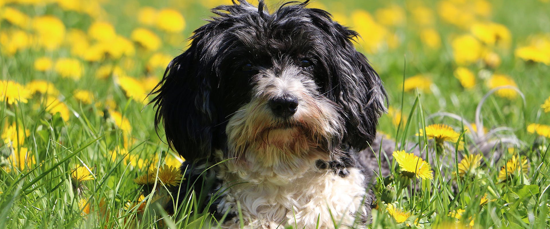 A black and white Havanese dog sitting in a field of flowers