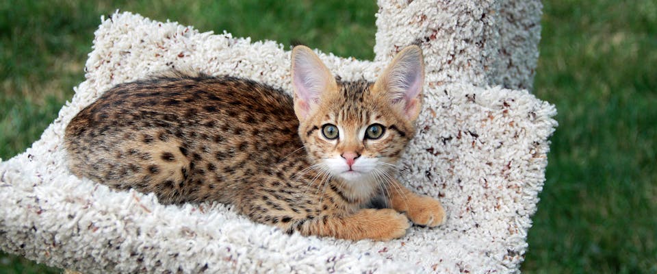 What's the difference between f1 and f2 savannah cats