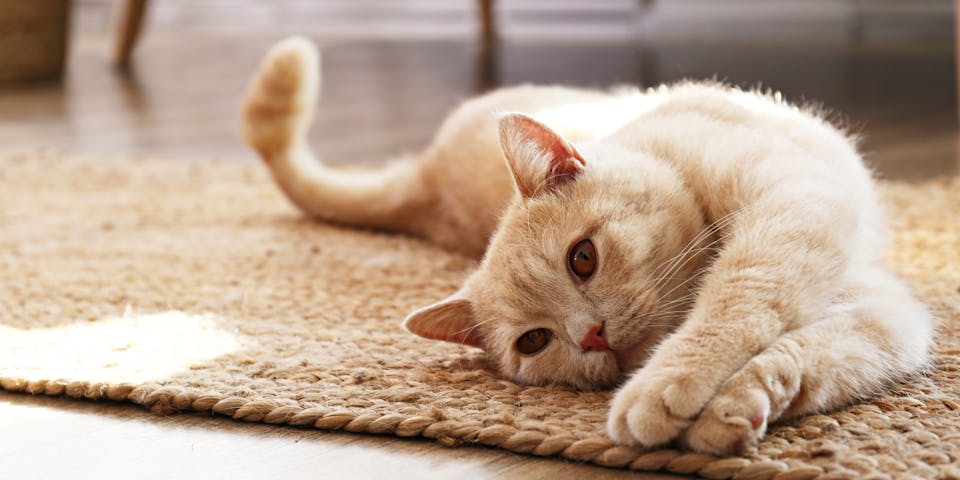 A cat stretched out on a rug.