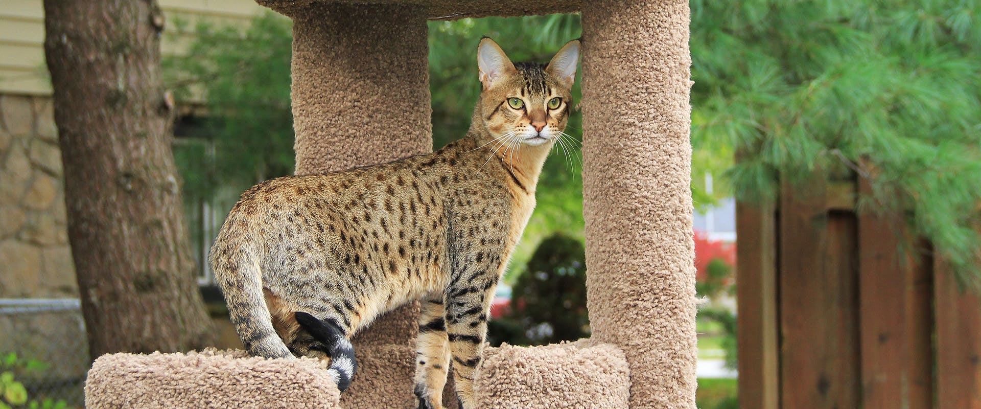 A Savannah cat standing on a tall cat tree