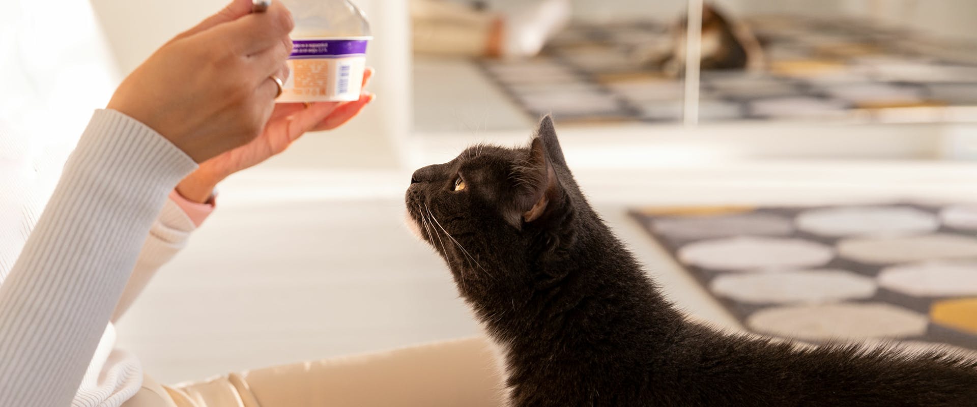 A person eating a yogurt, a black cat on their lap looking at the yogurt pot