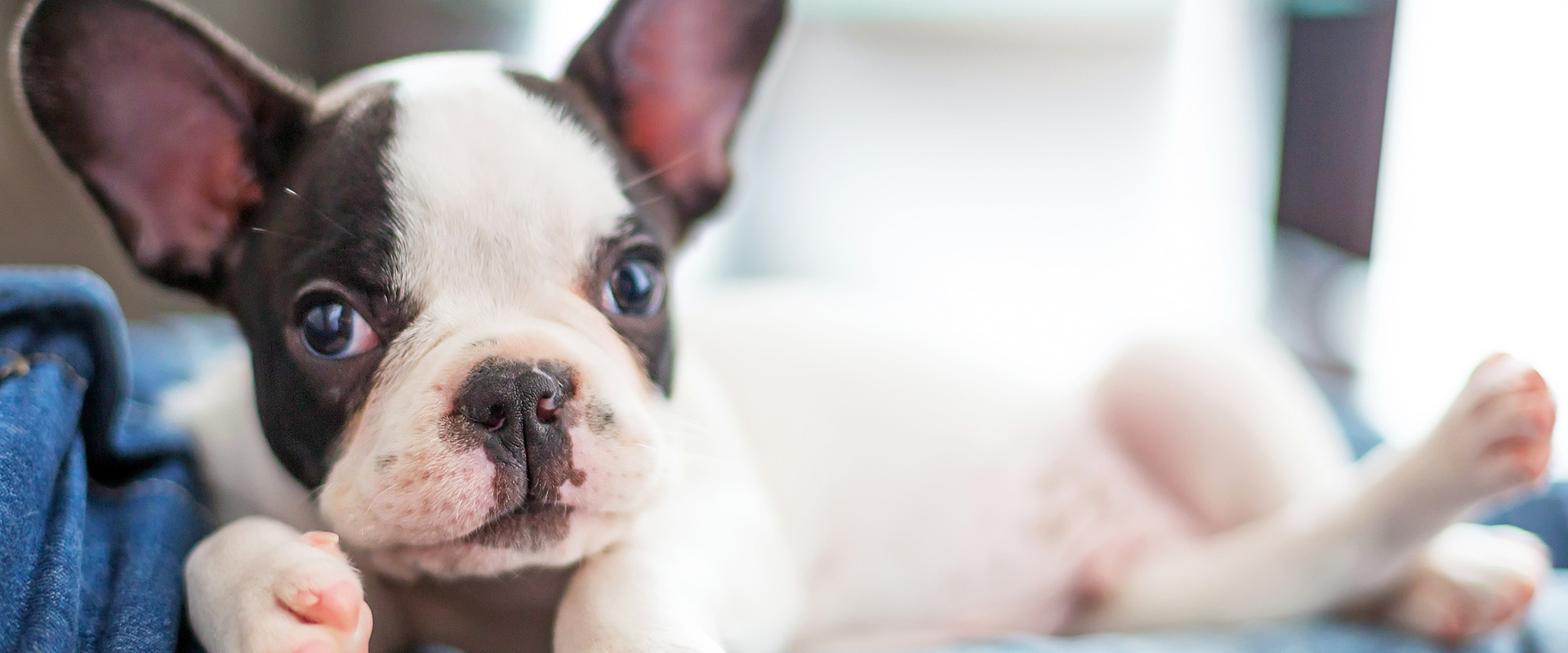 Cute girl best sale french bulldog names