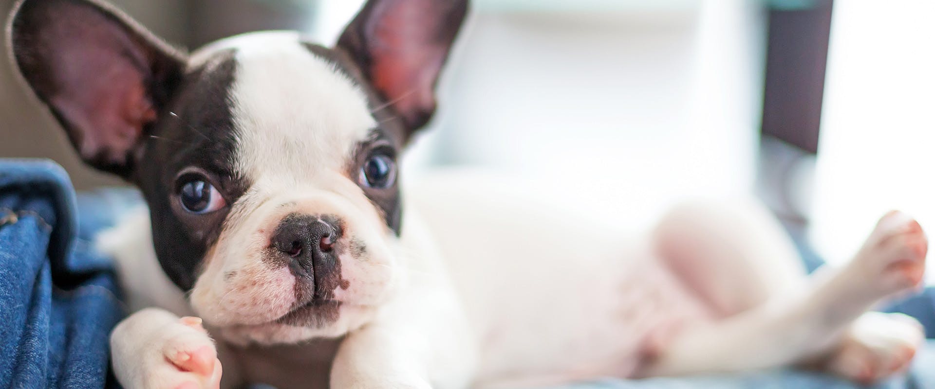 A cute black and white French Bulldog puppy