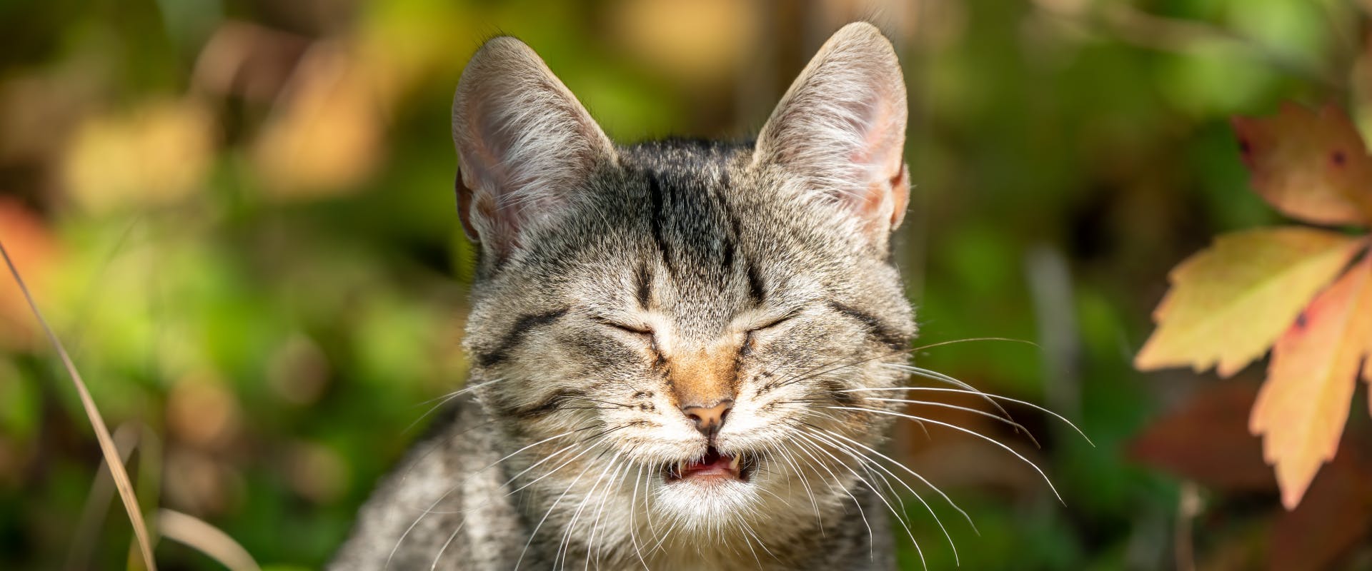 A cat sneezing.