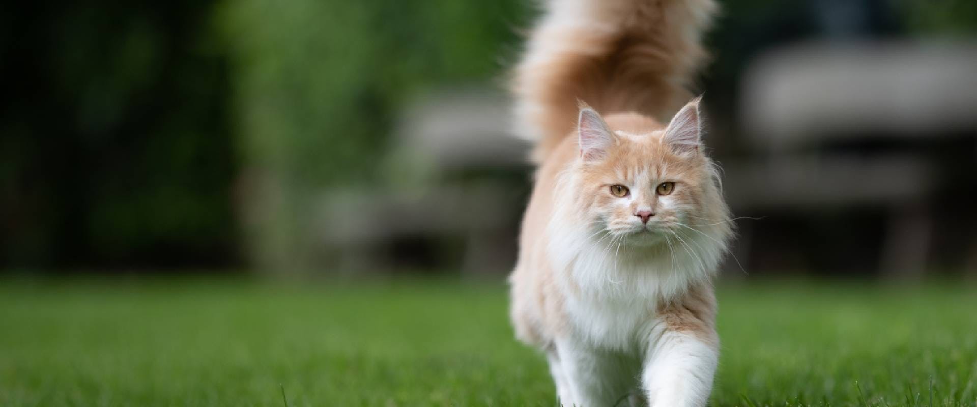 Beige white Maine Coon cat with an upturned cat tail