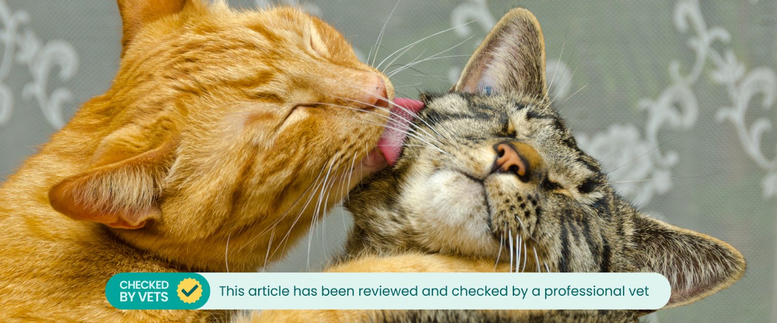 a ginger cat licking a tabby cat's face