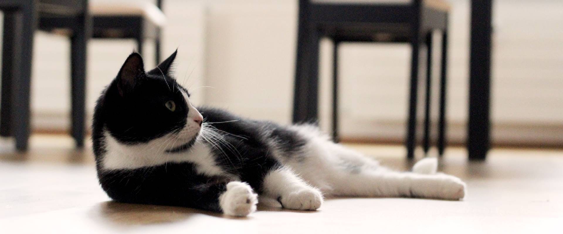 black and white striped cat breeds