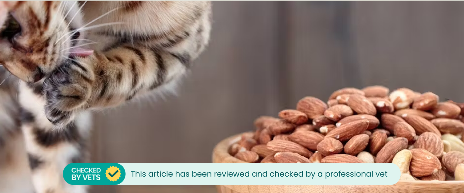Bengal cat next to a bowl of nuts