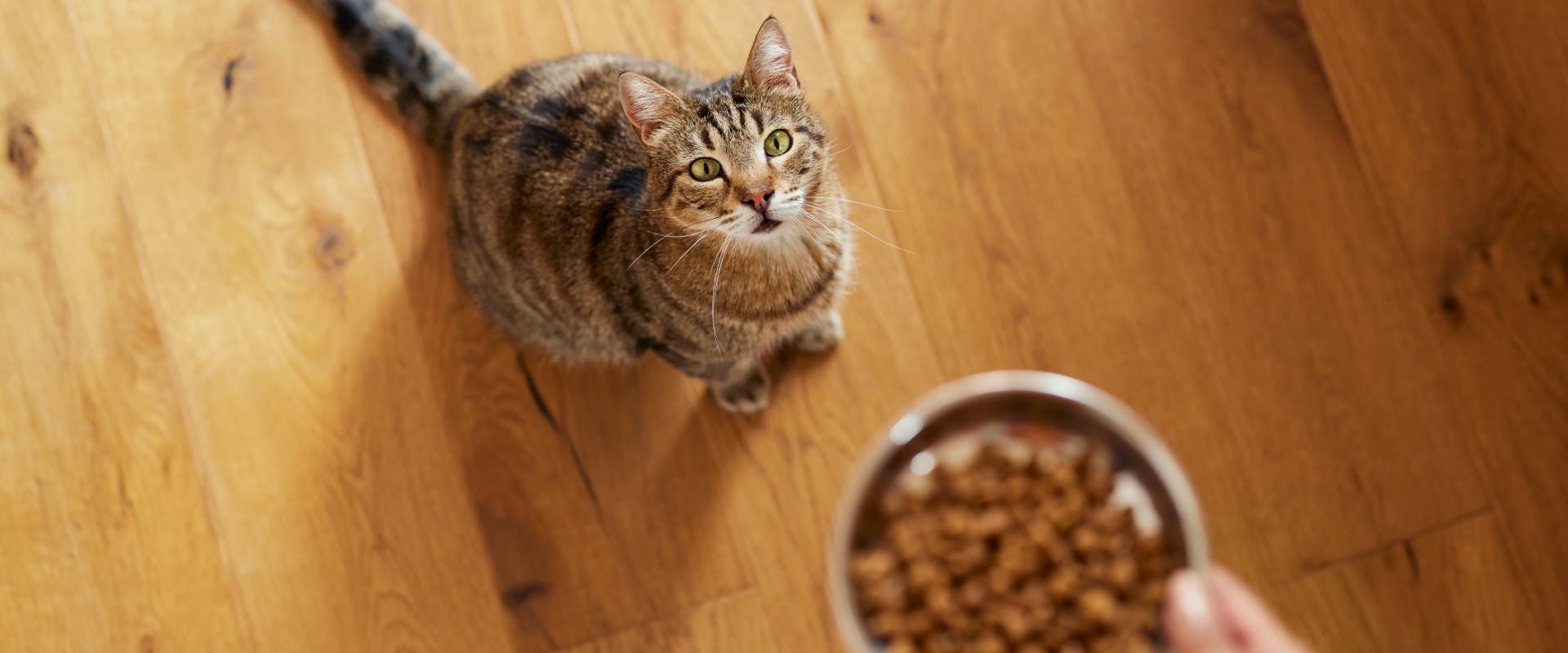 a tabby cat sitting on a wooden floor looking up at a human carrying a bowl of cat food