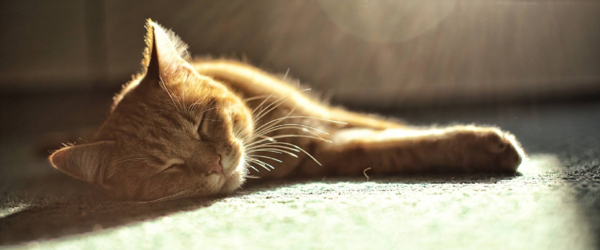 Ginger cat sleeping in the sun