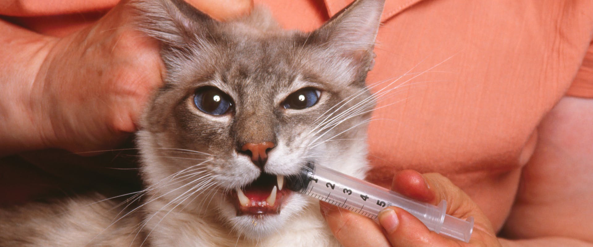 a siamese cat with dark blue eyes being given a syringe of medicine to treat cat roundworms