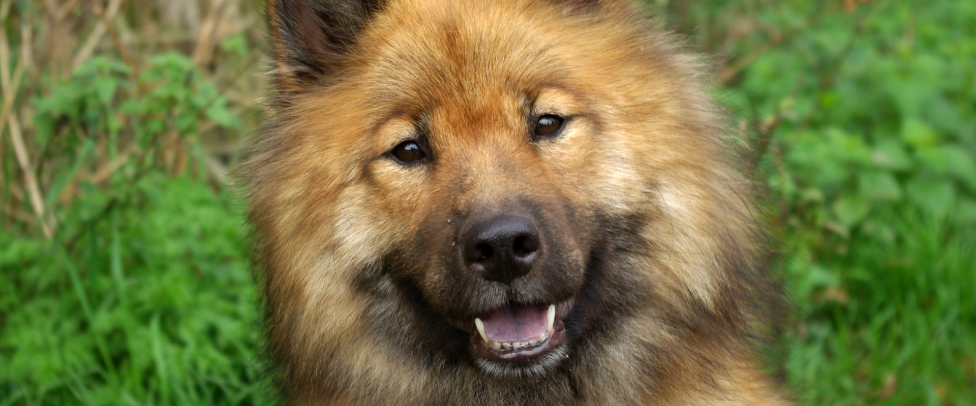 A portrait of a dog.