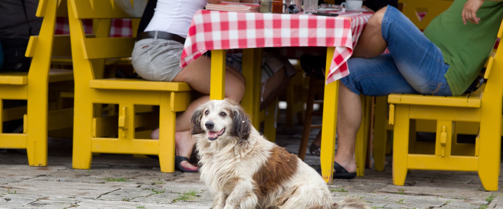 A senior dog sat in a beer garden.