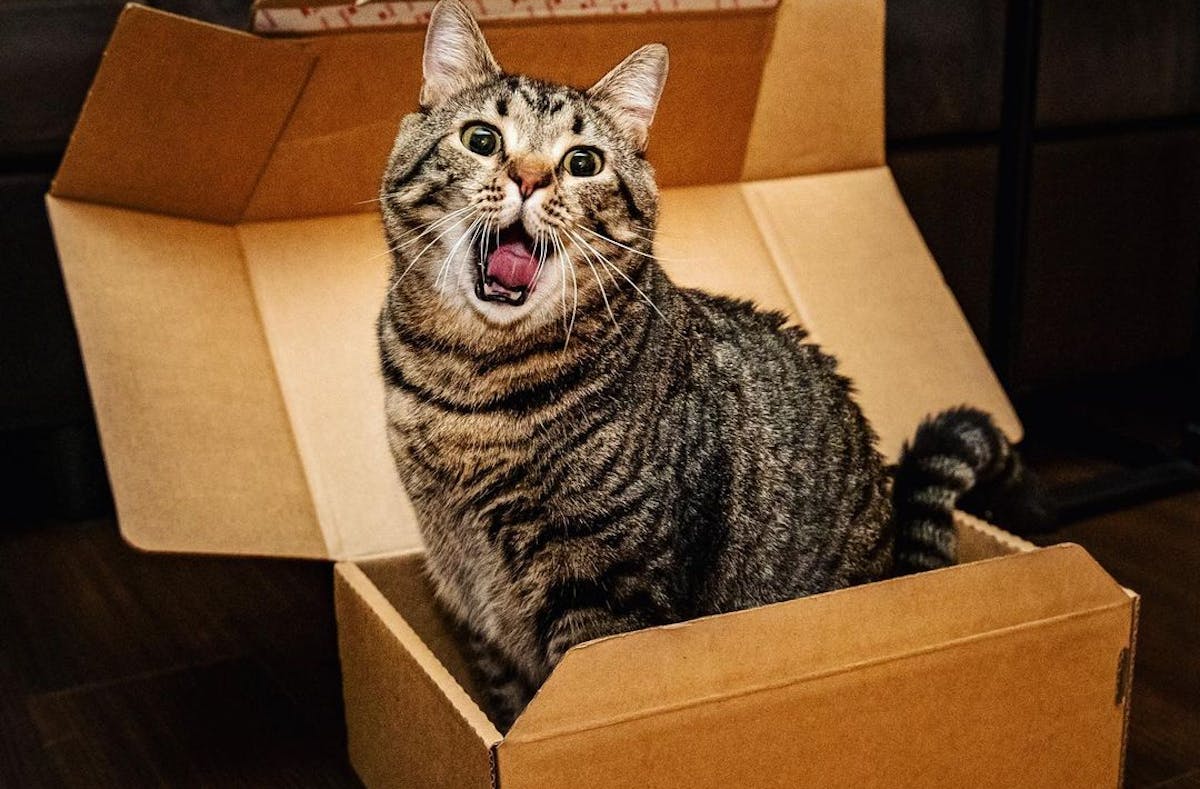 A tabby cat sitting in a cardboard box