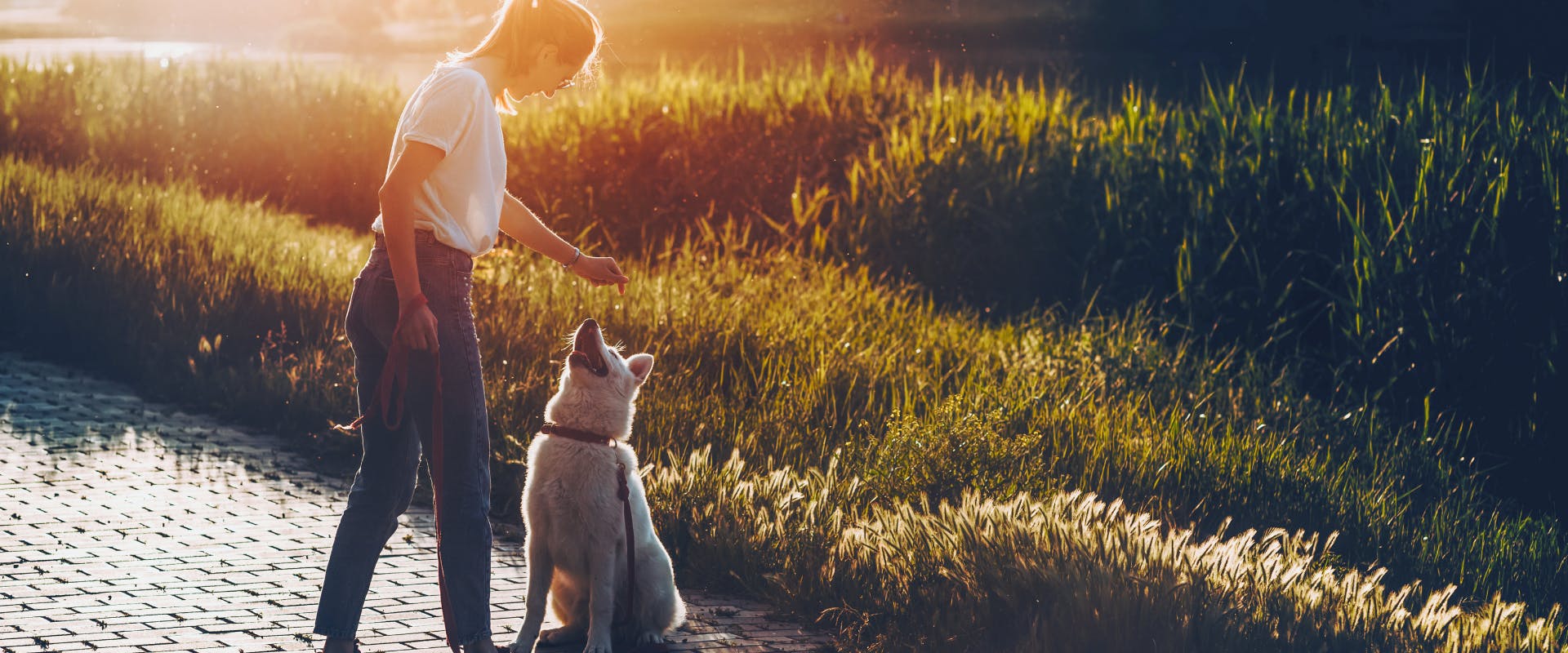 a woman offering a treat to a medium sized white dog on a footpath whilst on a dog hike