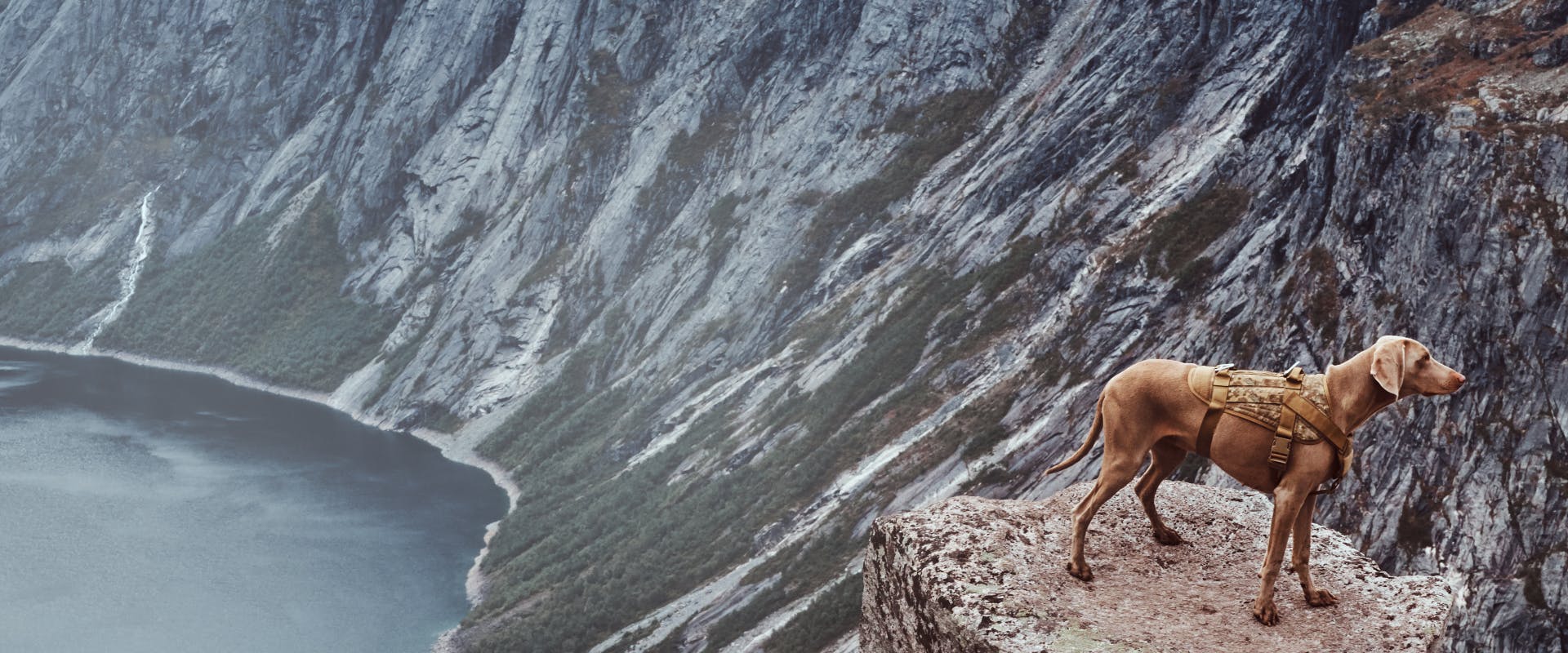 big brown dog stood on a rock edge looking over a mountain lake 
