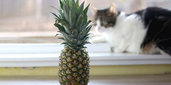 Picture of Can Cats Eat Pineapple? | TrustedHousesitters.com