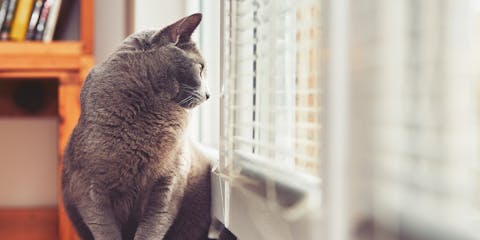 A gray cat looking out the window through a venetian blind.