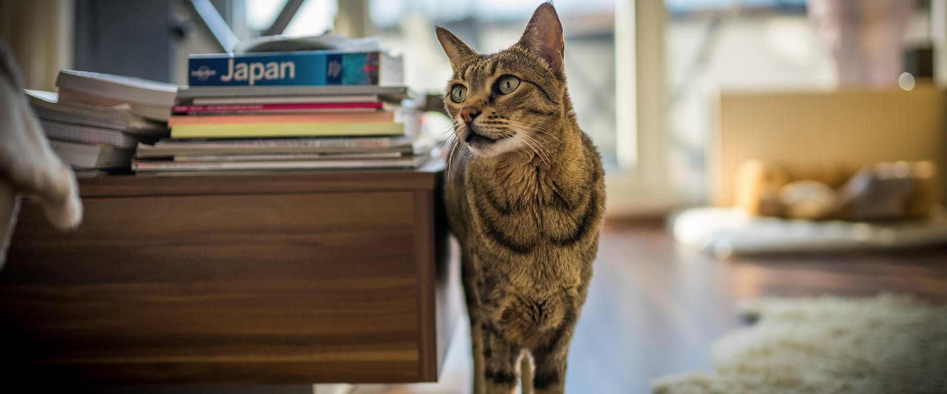 A Savannah cat standing in a modern looking apartment
