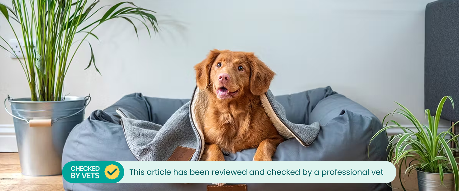 A dog sitting in a dog bed surrounded by pet-friendly house plants