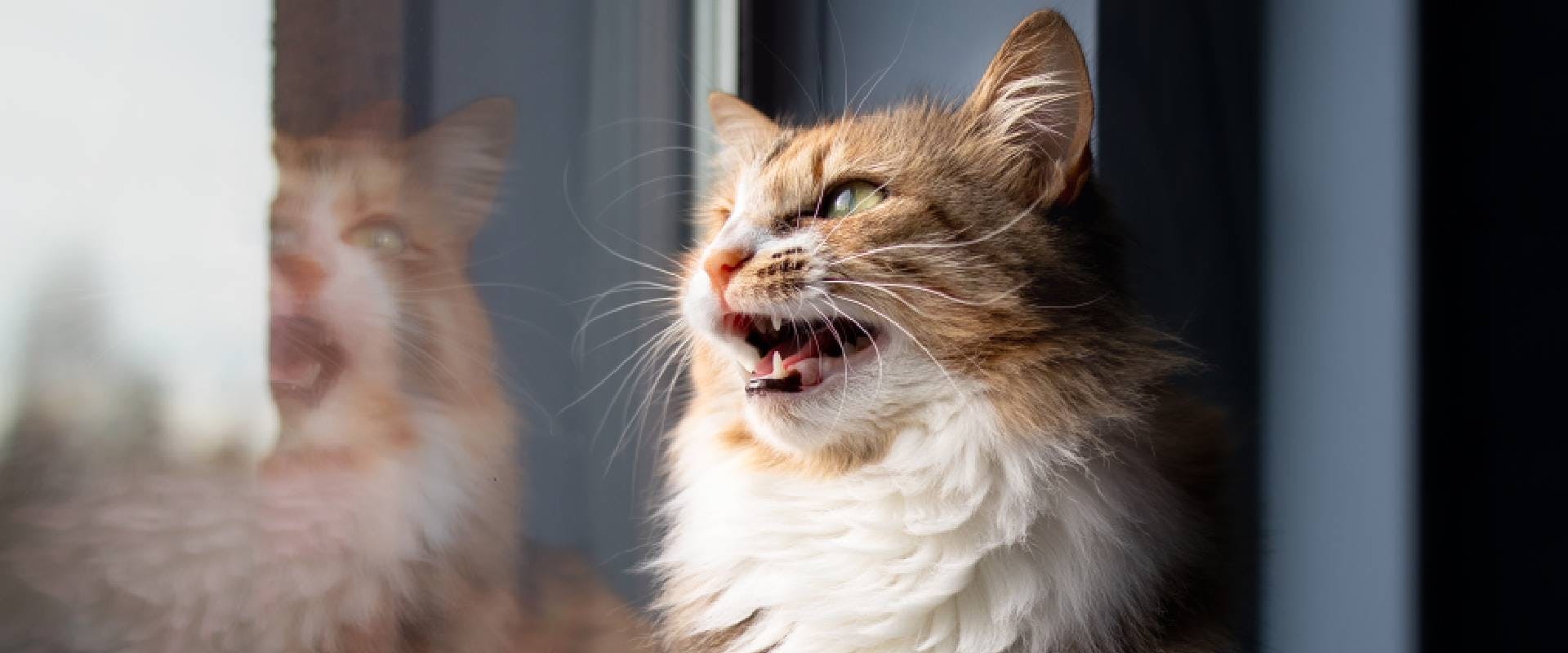 Cat sneering - a weird cat behavior